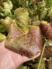 Vitis californica