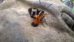 Hecatesia fenestrata