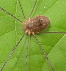 Leiobunum politum