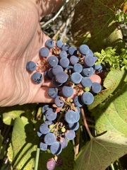 Vitis californica