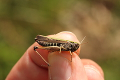 Omocestus