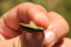 Omocestus