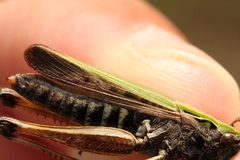Omocestus