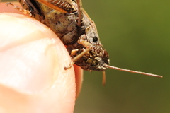 Omocestus