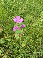 Malva thuringiaca