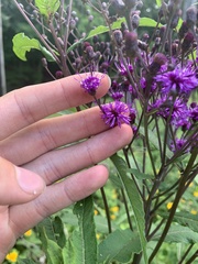 Vernonia gigantea