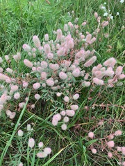 Trifolium arvense