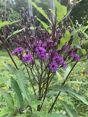 Vernonia gigantea
