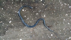 Coluber constrictor anthicus