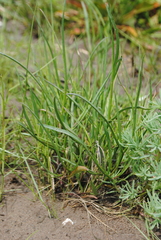 Symphyotrichum tenuifolium