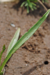 Symphyotrichum tenuifolium