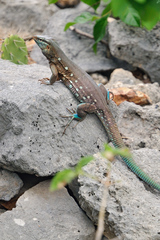 Cnemidophorus murinus