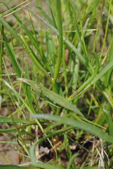 Symphyotrichum tenuifolium