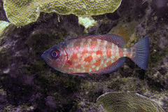 Heteropriacanthus cruentatus