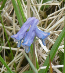 Corydalis pauciflora