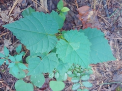 Magnoliopsida