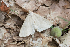 Chytolita morbidalis