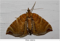 Eulithis molliculata