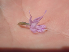 Traunsteinera globosa