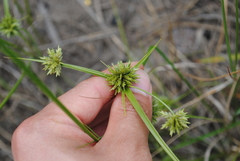 Cyperus lupulinus macilentus