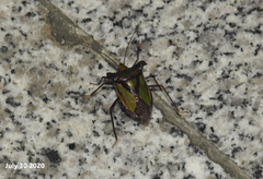 Pentatoma parametallifera