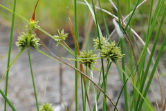Cyperus lupulinus macilentus