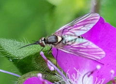 Phthiriinae
