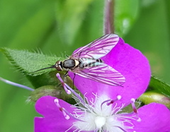 Phthiriinae