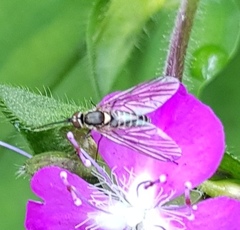 Phthiriinae