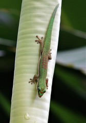 Phelsuma comorensis