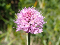 Traunsteinera globosa