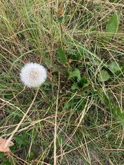 Taraxacum officinale