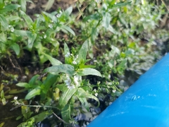 Veronica anagallis-aquatica