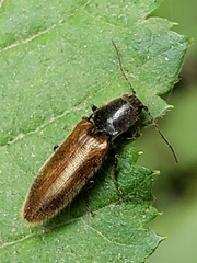 Hemicrepidius pallidipennis