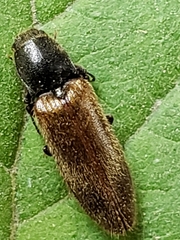 Hemicrepidius pallidipennis