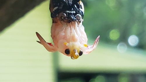 Spotted lanternfly