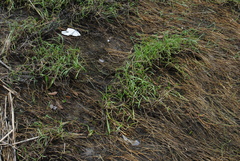 Symphyotrichum tenuifolium