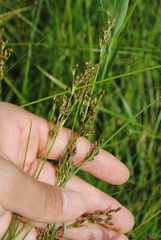 Juncus gerardi