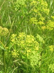 Polytaenia