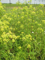 Polytaenia