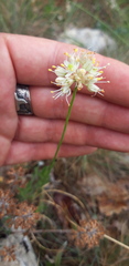Allium marschalianum