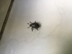 Leptinotarsa undecimlineata