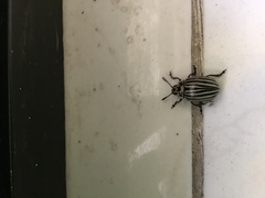 Leptinotarsa undecimlineata