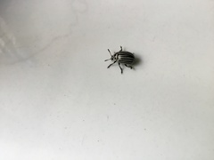 Leptinotarsa undecimlineata