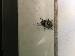 Leptinotarsa undecimlineata