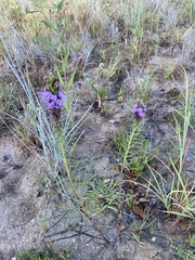 Liatris aestivalis