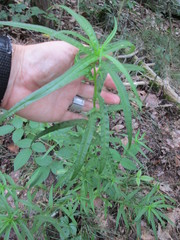 Helianthus porteri
