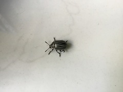 Leptinotarsa undecimlineata