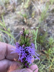Liatris aestivalis