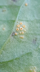 Puccinia dioicae silvatica